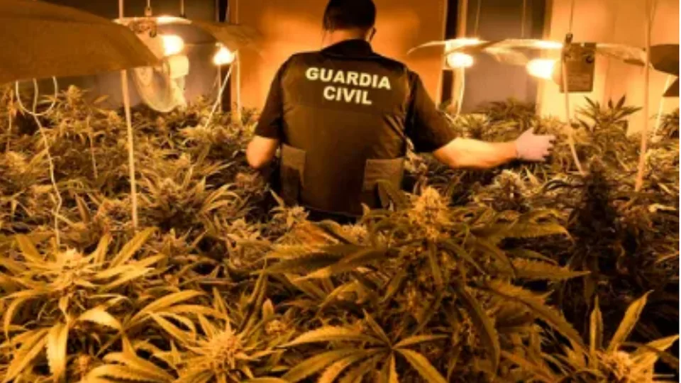 Europol dismantles cannabis network: 107 arrested